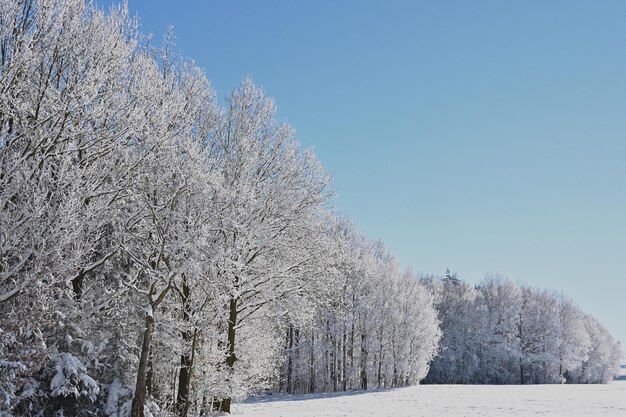 Sneeuw behandelde bomen in de winter