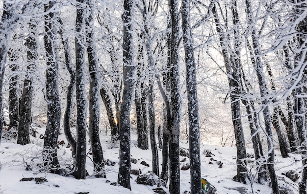 Sneeuw behandelde bomen in een bergbos