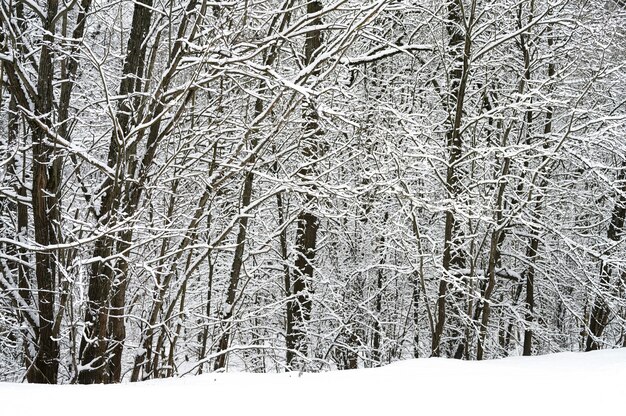 Sneeuw behandelde bomen in een bos