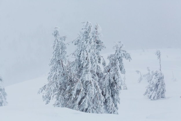 Sneeuw behandelde bomen in het de winterbos