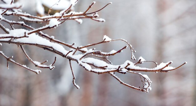 Sneeuw behandelde droge boomtak in forest_