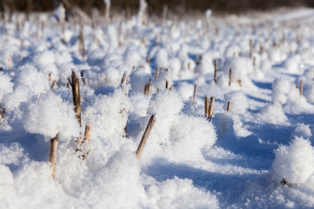 Sneeuw bleef achter op een landbouwveld, een veld in witte sneeuw bij koud ijzig weer, sneeuw op een landbouwveld, na de laatste sneeuwval