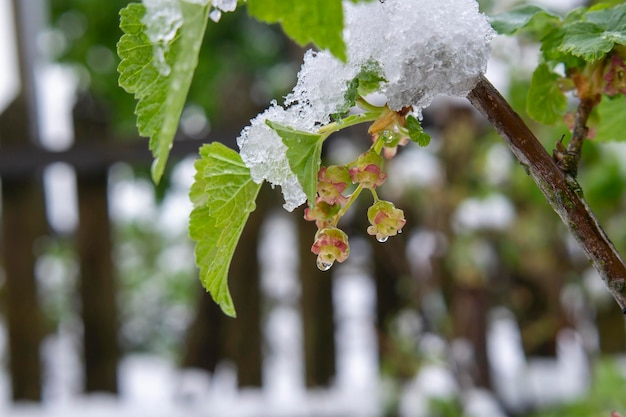 Sneeuw die de jonge bladeren en het fruit op een braambessenstruik bedekt tegen wazig rustiek houten hek