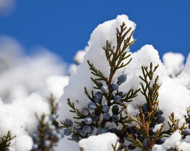 Sneeuw die op blauwe dennenbessen valt