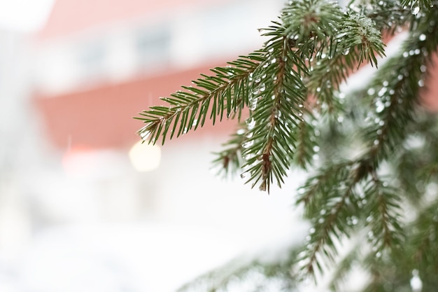 Sneeuw- en waterdruppels op sparren takken