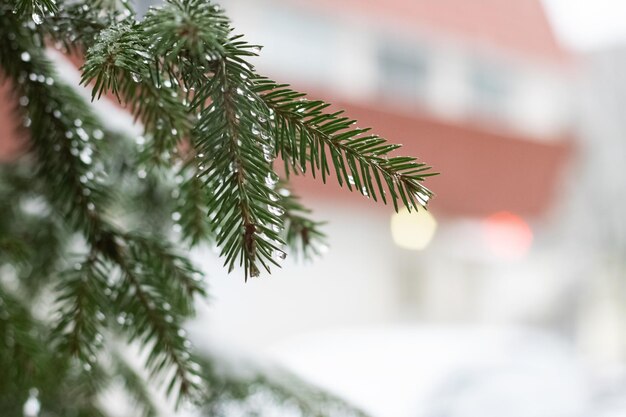 Sneeuw- en waterdruppels op sparren takken