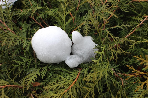 Sneeuw gegoten in de vorm van een kleine man op een thujatak