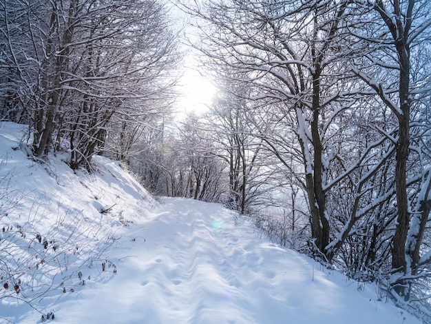 Foto sneeuw in de italiaanse alpen prachtig uitzicht op idyllisch dorpje in besneeuwde bossen en besneeuwde bergtoppen piemonte italië