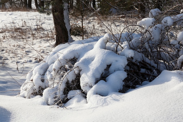 sneeuw in de winter