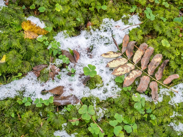 Sneeuw in dennenbos