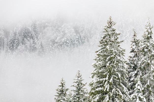 Foto sneeuw in het bos plannen van luzza forni avoltri