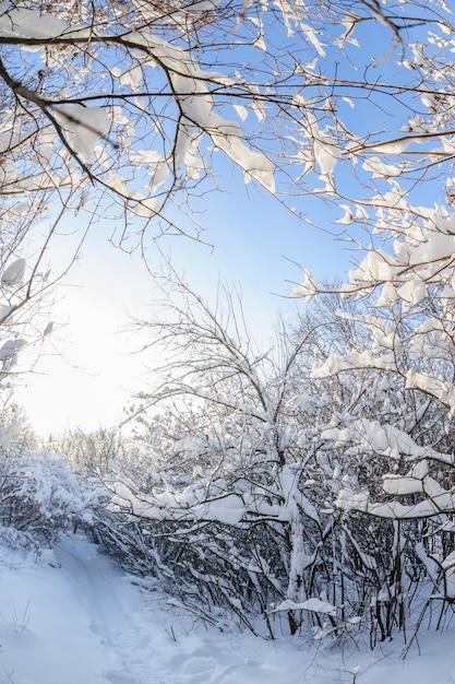 Sneeuw in het bos