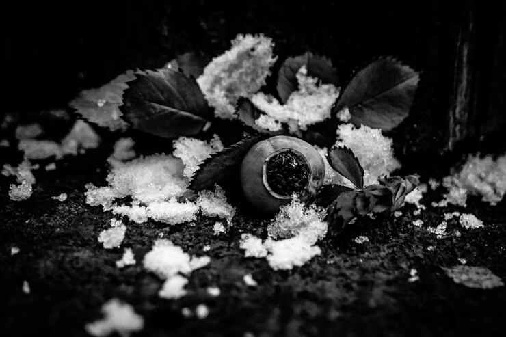 Foto sneeuw met planten op het veld