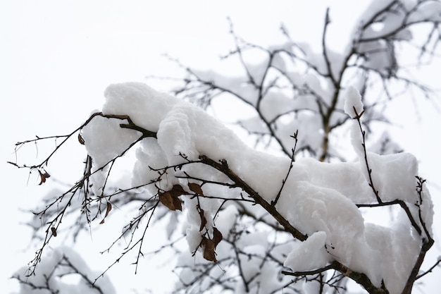 Sneeuw op boomtakken. Grijze achtergrond