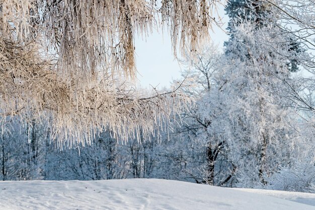 Foto sneeuw op boomtakken in een winterpark ijzig weer