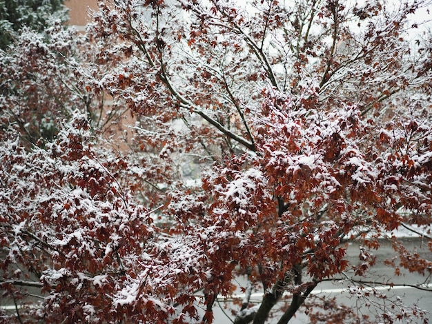 Sneeuw op de bomen