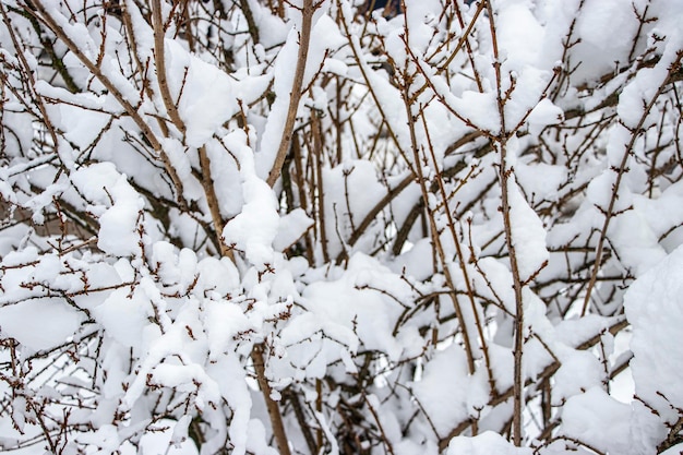 Sneeuw op de boomtakken Winters aanblik van bomen bedekt met sneeuw De ernst van de takken onder de sneeuw Sneeuwval in de natuur