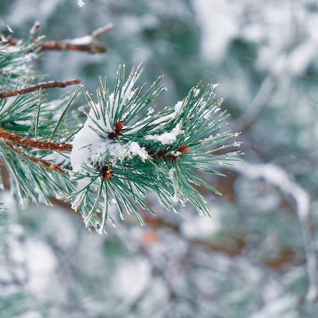 Sneeuw op de dennenbladeren in de winter