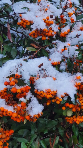 Sneeuw op de oranje hulstbessen en groene bladeren in de winter.