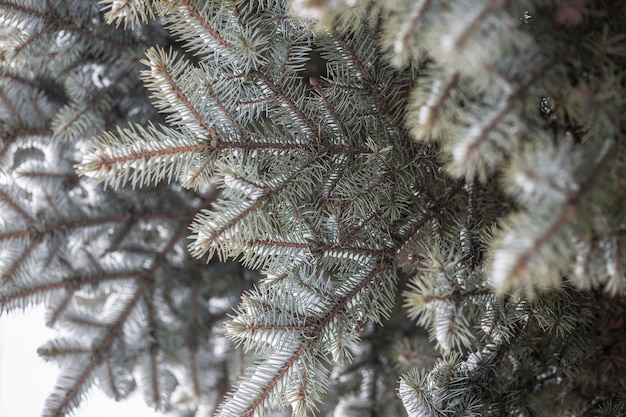 Sneeuw op de pijnboom in Japan in de winter