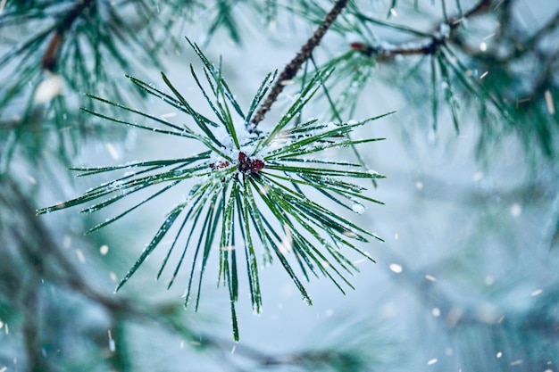 Sneeuw op de planten in het winterseizoen, witte en koude dagen