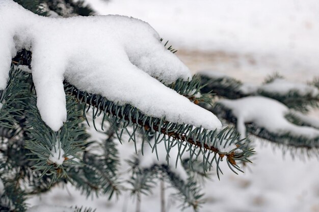 Sneeuw op de tak van blauwe spar