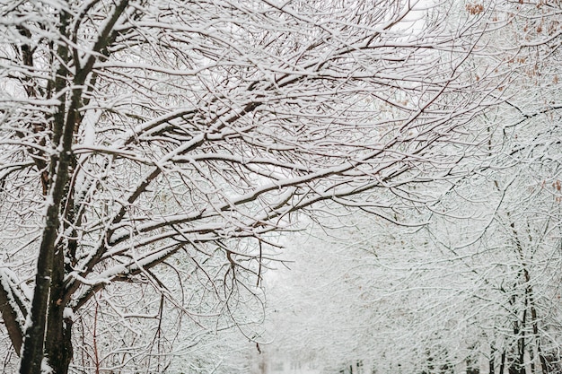 Sneeuw op de takken in de winter