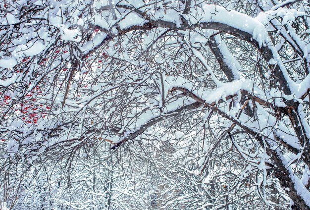 Sneeuw op de takken van bomen