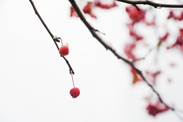 Foto sneeuw op de wilde rode appels in het bos. macrobeeld, selectieve focus