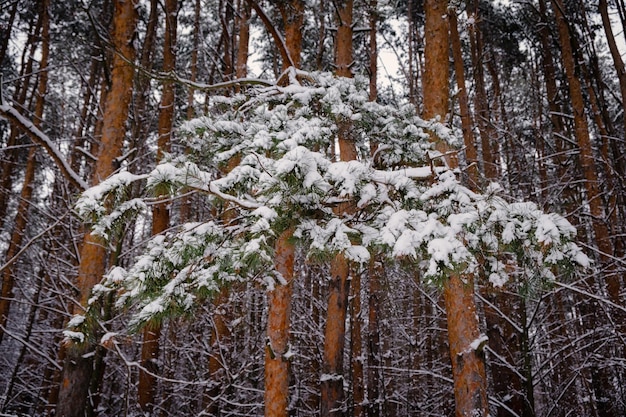 Sneeuw op dennentakken in een winterbos