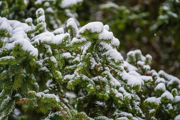 Sneeuw op pijnboomtakken in winterpark Oekraïne