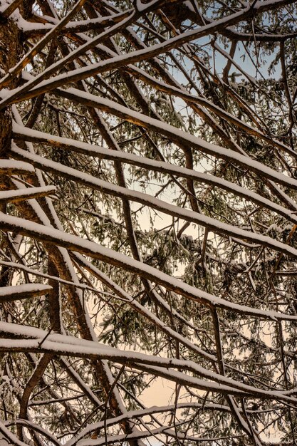 Foto sneeuw op takken foto