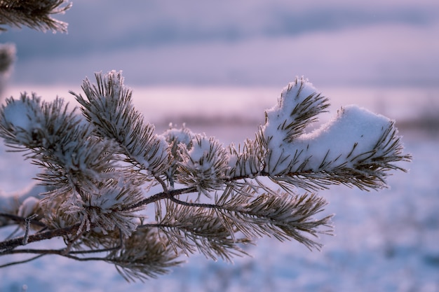 Sneeuw pijnboomtak tegen de ijzige dageraad.