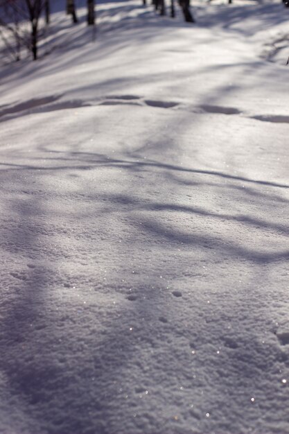 Sneeuw tussen de bomen. Besneeuwde winter in Siberië.