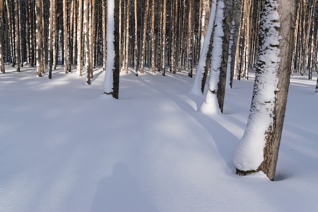 Sneeuw Winter boomstammen in dennenbos