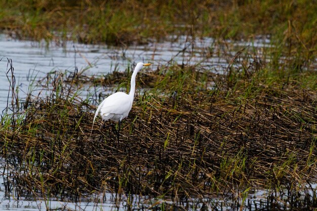 Sneeuwaigrette in inheemse habitat op South Padre Island, TX.