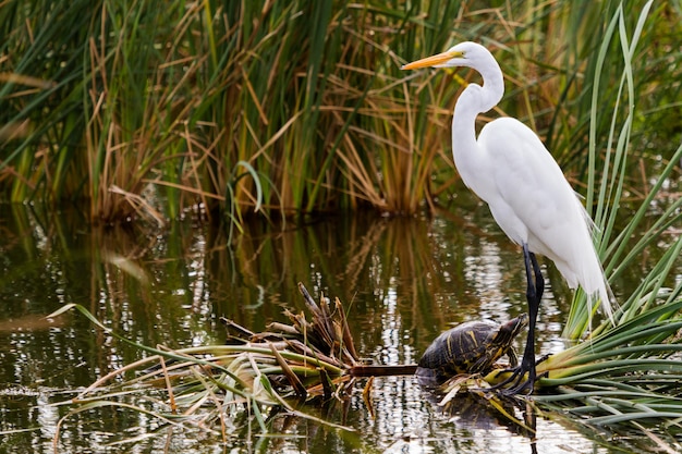 Foto sneeuwaigrette in natuurlijke habitat op south padre island, tx.