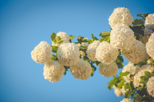 Sneeuwbal Bush-bloemen tegen blauwe hemel