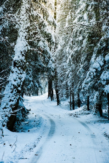 Sneeuwbedekt bos thema in de winter