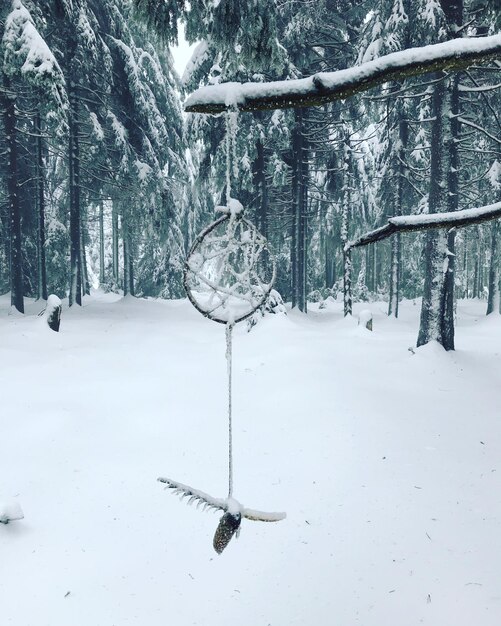 Sneeuwbedekt land en bomen op het veld in het bos