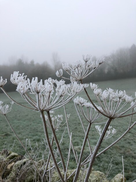 Foto sneeuwbedekt veld met bevroren zwijn onkruid door bomen tegen de lucht