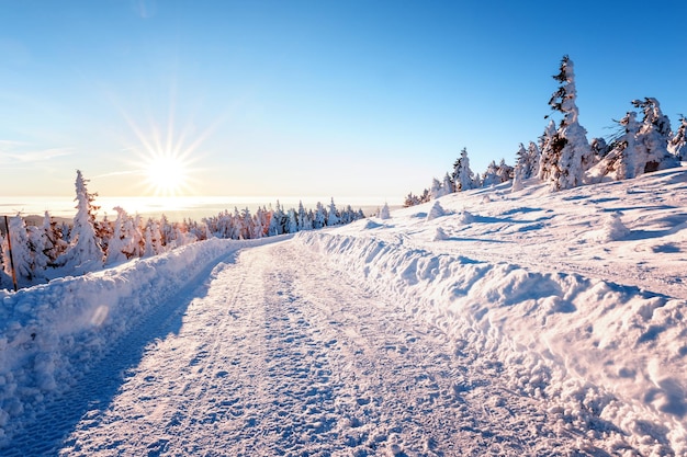 Sneeuwbedekte bomen en velden tegen de hemel bij zonsondergang