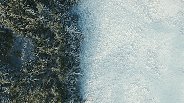 Sneeuwbedekte bomen in de winter