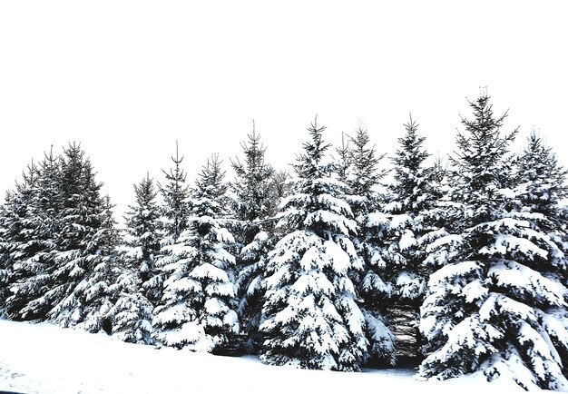 Sneeuwbedekte bomen in het bos tegen de lucht