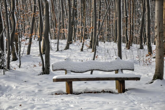 Foto sneeuwbedekte bomen in het bos