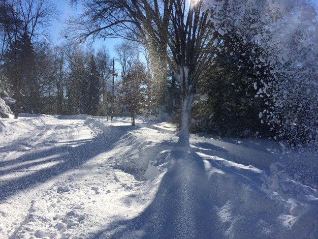 Sneeuwbedekte bomen in het bos