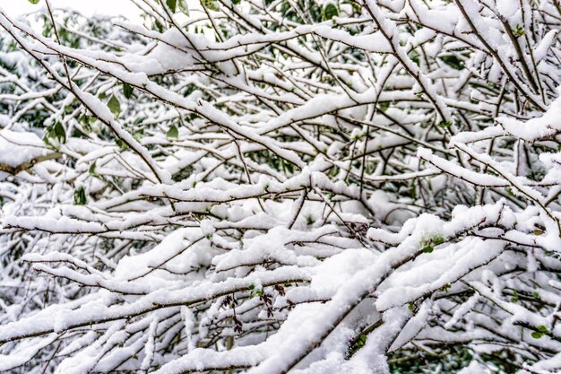 Foto sneeuwbedekte boom in het bos