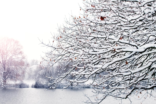 Sneeuwbedekte boomtakken bij de rivier bij zonnig weer