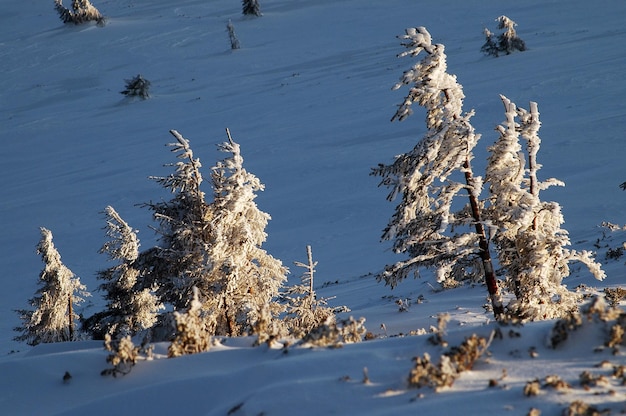 Sneeuwbedekte dennenbomen