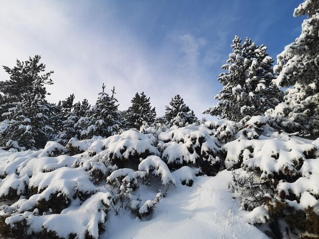 Foto sneeuwbedekte planten en bomen tegen de lucht